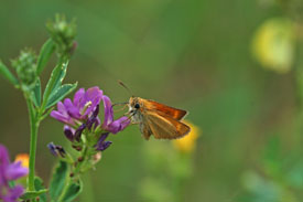 Lulworth Skipper